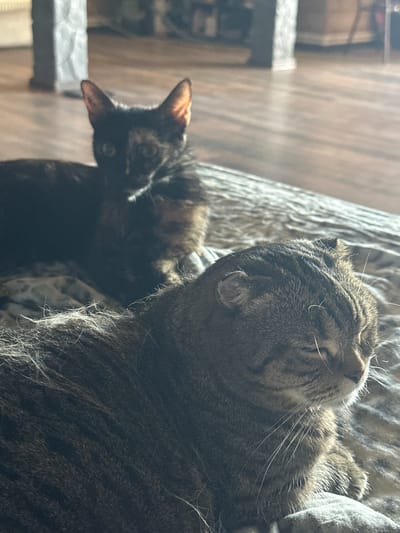 This media file features two domestic cats resting comfortably on a textured surface, possibly a blanket or rug. One cat, in the foreground, is a tabby with gray and black stripes. It is lying on its back with its eyes closed, its head tilted upwards, and its paws relaxed. Its facial expression suggests a state of deep relaxation or sleep. The other cat, partially visible in the background to the left, appears to be a tortoiseshell cat with patches of black, brown, and orange. It is lying down, with its head turned towards the viewer, and its ears are perked slightly. The lighting in the image suggests it is daytime, with sunlight streaming in from the left, casting shadows and highlighting the fur of the cats. The overall scene evokes a sense of peace and tranquility, capturing a quiet moment of rest for these animals. There is no visible text in the image. The location context provided is Uvarovo, Russia.