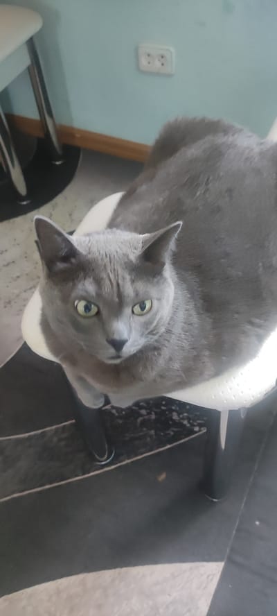 A gray cat with green eyes sits on a white stool in an indoor setting. The cat is facing forward and looking directly at the camera. The background shows a light blue wall with a white electrical outlet and a wooden baseboard. Part of a patterned floor is visible in the foreground. There is no indication of the location in the city of Ridder, Kazakhstan.