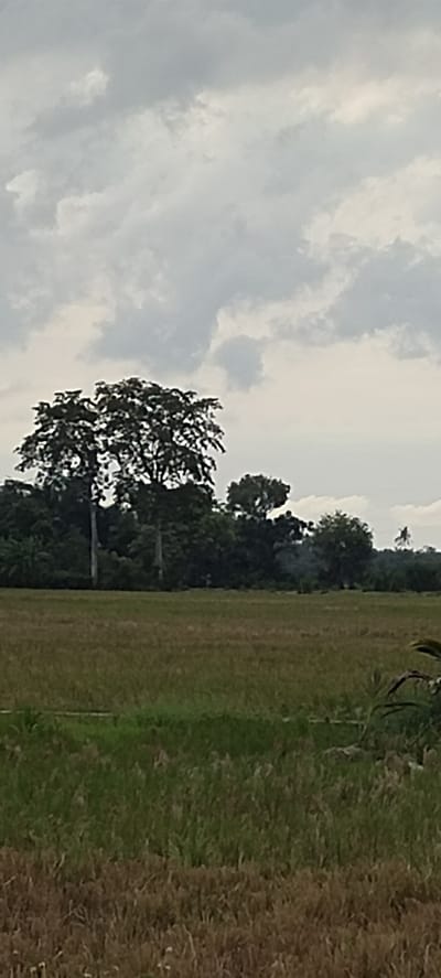 The image presents a serene, expansive rural landscape under a heavily overcast sky, likely captured in Aluekeujruen, Indonesia. The foreground and midground are dominated by a vast open field, characteristic of a rice paddy, displaying varying textures and colors. Parts of the field show vibrant green vegetation, while other sections feature drier, brownish stubble, possibly indicating areas of harvested or mature crops. A small, dark green plant is partially visible in the lower right corner, extending into the frame.

A dense line of trees forms the backdrop to the field. On the left side, two tall trees with full, dark canopies stand prominently. The treeline continues across the midground, appearing thick and lush, with various shades of green. Further to the right, a solitary palm tree can be vaguely discerned in the distance, silhouetted against the sky.

The upper portion of the image is filled with a cloudy sky. The clouds are a uniform grey, suggesting an overcast day with diffused lighting; there is no direct sunlight. This muted light contributes to the calm and tranquil atmosphere of the scene. No people or animals are visible, nor is any specific activity taking place. The landscape appears still and natural. There is no visible text in the image.
