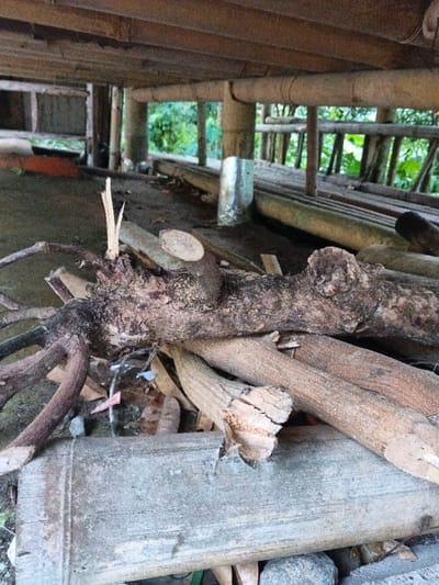 The image displays a ground-level view beneath an elevated structure in Kyauk Hsoke, Myanmar. In the immediate foreground, a stack of cut wood is visible, dominated by a large, dark-barked log with a complex root system extending left. A fresh, light-colored splintered section is prominent at the top-center of this log, indicating a recent cut. Several other smaller, lighter-colored logs and wood pieces are arranged beneath and around it. A flat, weathered wooden or bamboo board rests at the bottom of the frame, partially covered by other debris.
The environment consists of a dirt or compacted earth ground. Overhead, the underside of an elevated structure is visible, characterized by multiple horizontal wooden beams and vertical bamboo support poles. In the mid-ground, a reflective, cylindrical object, possibly a tin can, leans against one of the bamboo poles. Beyond the structure's framework, in the background, lush green foliage is discernible, suggesting an outdoor, vegetated area directly behind the structure. No individuals or explicit actions are present within the frame.
