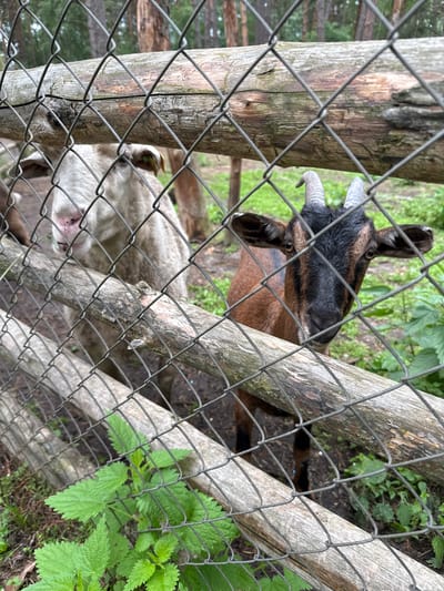 Two goats are visible behind a wire fence with wooden posts. The goat on the right is facing the camera, with a brown and black coat and curved horns. The goat on the left is mostly white and is partially obscured by the fence. The environment appears to be an outdoor enclosure, possibly a farm or zoo, with greenery and trees in the background. The image does not provide any specific information about the location being in the city of Leninskii, Russia.