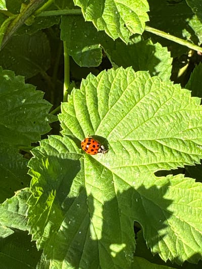 A close-up, top-down view captures a ladybug on a large, vibrant green leaf. The ladybug is bright orange with black spots and is positioned near the center of the leaf, which exhibits prominent veins and a slightly serrated edge. Sunlight casts dappled shadows across the leaf's surface, indicating it is daytime, likely outdoors. The surrounding leaves are also green and appear healthy, with some catching the light and others receding into shadow. The overall impression is a peaceful, natural scene, likely in a garden or woodland area in Kongens Lyngby, Denmark. There is no visible text in the image.