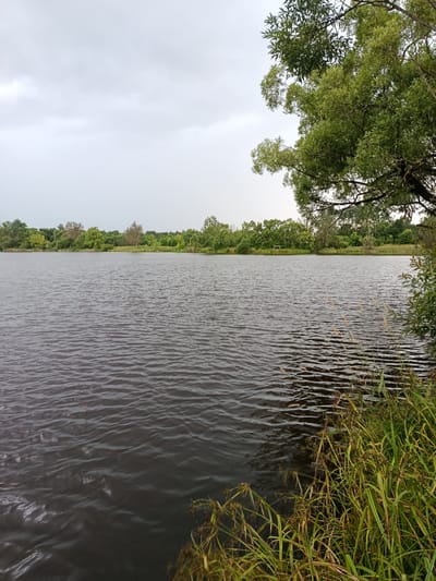 The image shows a natural landscape with a body of water, vegetation, and a cloudy sky. The foreground features the dark, rippling surface of a lake or pond, with tall green and yellow reeds growing along the right bank. A large tree with lush green foliage extends from the upper right corner, its branches partially obscuring the sky. In the background, a dense line of green trees and shrubs forms the opposite bank of the water. The sky is overcast with grey clouds. A small, light-colored structure, possibly a shed or gazebo, is visible in the distance on the far bank. The scene appears to be a tranquil, natural setting, devoid of any human activity or urban elements, suggesting a rural or park-like environment. The location is specified as Манюки, Russia, implying this natural scene is situated in or near that geographic area.