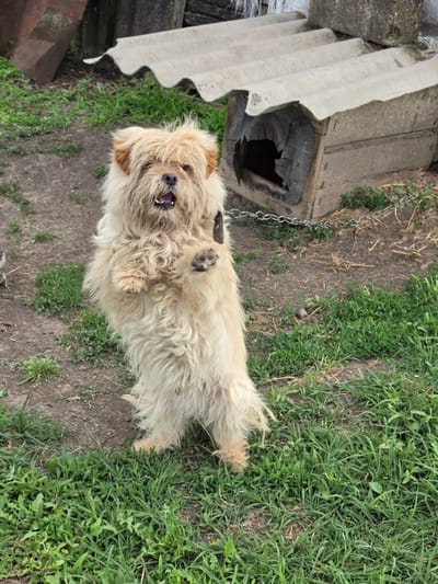 A light brown, shaggy dog lies on its back in the grass near a dilapidated dog house in Krasnochervonnyi, Russia. The dog's mouth is open, showing its teeth and pink tongue, and its paws are raised in the air. The dog house appears to be made of wood and concrete and is weathered and worn, with a hole in the entrance. A metal chain is attached to the dog house, suggesting the dog is tethered. The scene is outdoors, with a mix of dirt ground and green grass. The lighting suggests it is daytime, and the weather appears to be mild. The overall impression is one of a rustic, possibly rural setting.