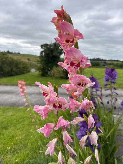 The image depicts a close-up view of a cluster of pink gladiolus flowers in bloom, with a blurry backdrop of green fields and a cloudy sky. In the background, several stalks of purple flowers are also visible. The scene appears to be in an outdoor setting, possibly a garden or park, with a paved pathway and grass. The specific location is Gurteenlahard, Ireland, suggesting a rural or semi-rural environment. There are no people or animals present in the image. The focus is on the floral subjects, showcasing their delicate petals and vibrant colors against a muted natural landscape. The lighting is soft, consistent with an overcast day.