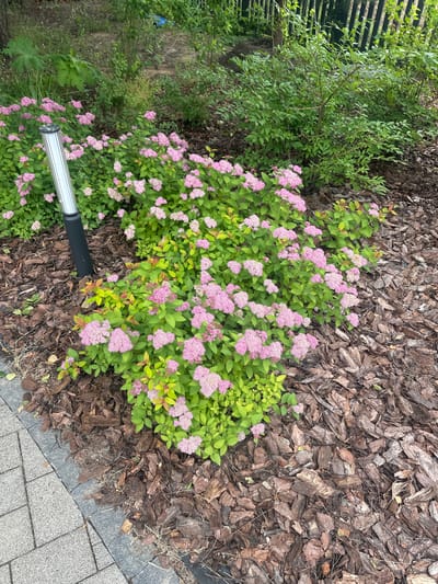 The image shows a close-up, angled view of a flowering bush with small pink blossoms, nestled amongst green foliage. The bush is surrounded by dark, textured mulch, possibly bark chips. To the right, a paved walkway or patio is visible, with grey stones arranged in a pattern. A silver pole with a black section emerges from the base of the bush and extends towards the lower right corner of the frame. In the background, out of focus, are more green plants and some dark vertical structures, possibly part of a fence or trellis. The lighting suggests it is daytime, with no strong shadows indicating harsh sunlight, implying overcast or diffused light conditions. The scene appears to be an outdoor garden or park area. There is no text visible in the image.