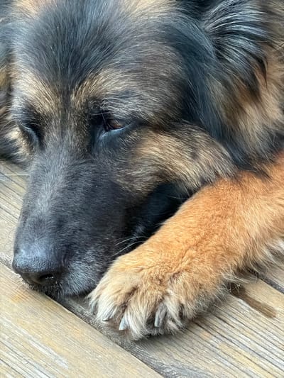 This close-up image shows a dog's face resting on a wooden surface. The dog appears to be a German Shepherd or a similar breed, with dark and tan fur. One of its paws is resting on its face, partially obscuring its eye. The dog's nose is visible, and it appears to be sleeping or resting. The wooden surface is light brown and shows a wood grain pattern. The lighting suggests it might be daytime, possibly outdoors given the natural wood texture. The overall mood is peaceful and serene. No text is visible in the image.