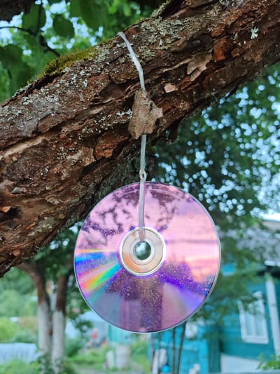 A CD, suspended by a white cord from a tree branch, is the focal point of this outdoor scene. The CD reflects a pinkish-purple hue and displays rainbow-like patterns, possibly from sunlight. The tree branch is textured and rough, with some moss and lichen growing on its surface. In the background, out of focus, is greenery, suggesting a natural environment. A teal-colored building with a white-framed window is partially visible, indicating the presence of human habitation in the vicinity. The image appears to be taken in Fedorino, Russia, based on the provided context. There are no people or animals visible in the image.