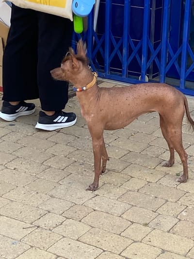 A medium-shot, eye-level, outdoor, daytime photograph shows a hairless dog with a tan coat, standing on a paved sidewalk. The dog is facing right, with its head turned slightly to the left. It is wearing a decorative collar with beads. Behind the dog, a person wearing black pants and black athletic shoes with white stripes is visible. The person is holding a white bag with a yellow design and a blue and green object. A blue metal fence is in the background. The scene is located in Cancelada, Spain.