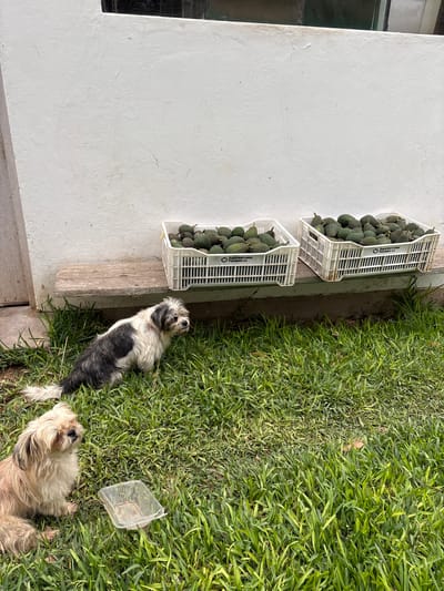 The scene appears to be outside a white building in Aucallama, Peru. Two white plastic crates filled with avocados sit on a concrete slab beside the building, near a patch of green grass. Two dogs are lying on the grass. One is black and white and the other is beige. An empty, transparent plastic container rests in the grass. The lighting suggests a sunny day.