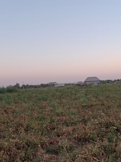 The image depicts a rural landscape with a field in the foreground and buildings in the background. The field appears to be agricultural, with rows of dried and wilting plants, possibly a crop like tomatoes. Some green vegetation is interspersed with the dried plants. In the middle ground, there are several buildings, including houses with pitched roofs, and a large vehicle resembling a truck or trailer. A tractor is visible near one of the buildings. The background shows a treeline and distant hills under a soft, pale sky that transitions from light blue at the top to a subtle pinkish hue near the horizon. The overall scene suggests an agricultural area in or near the city of Utmayli, Uzbekistan, likely at dusk or dawn due to the lighting. There are no people visible in the image.