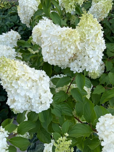 A close-up, eye-level shot captures a cluster of blooming white hydrangeas. The flowers, packed tightly together in cone-shaped panicles, display a range of colors from pale green at the tips to pure white at the base. Lush green leaves, some with visible veins, surround the blossoms, creating a dense foliage backdrop. The image appears to be taken outdoors, suggesting a garden or park setting. There are no people or animals visible in the frame. The lighting is natural, highlighting the textures and delicate petals of the flowers.