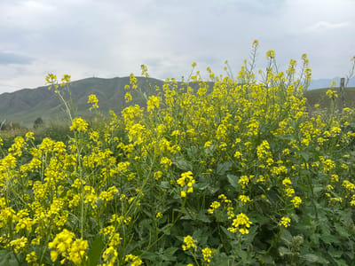 A field of yellow flowers blooms in the foreground, with rolling green hills and a cloudy sky in the background. The image appears to be taken in a rural setting, possibly in the city of Dede-Mende, Kyrgyzstan. There are no people or animals visible in the image. The flowers are small and clustered together, with green stems and leaves. The hills are covered in grass and have a few scattered trees. The sky is overcast with gray clouds. The overall impression is one of natural beauty and tranquility.