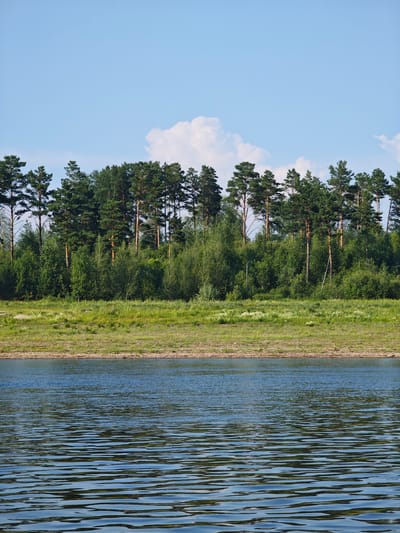A wide, calm river flows in the foreground of the image, its surface rippled by a gentle breeze. The water is a deep blue, reflecting the clear sky above. Beyond the riverbank, a dense forest stretches across the horizon, with tall pine trees dominating the scene. The trees are lush and green, their branches reaching towards the sky. The forest floor is covered in a thick carpet of grass and wildflowers, adding a touch of color to the otherwise verdant landscape. The sky is a vibrant blue, dotted with a few fluffy white clouds. The scene is peaceful and serene, evoking a sense of natural beauty and tranquility. This is likely a natural landscape in or near Prutovaya, Russia.