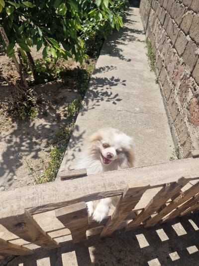 The image shows a small, fluffy, light-colored dog with brown markings around its eyes and ears, looking up at the camera from behind a rustic wooden fence. The dog has its mouth open, appearing to be panting or smiling. The background consists of a concrete path, a brick wall, and lush green foliage. The scene is outdoors, likely in a residential yard, given the presence of the fence and the overgrowth. The lighting suggests it is a sunny day, casting distinct shadows from the leaves and fence. The location is specified as Nor Kharberd, Armenia.