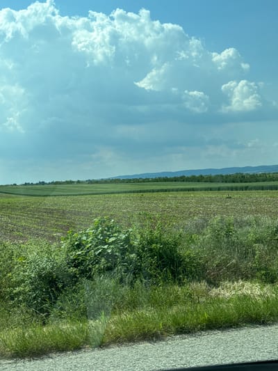 The image depicts a rural scene likely in the Ruma Municipality, Serbia. A field of young crops extends into the distance, bordered by a line of trees along the horizon, possibly indicating a treeline or small forest. To the right, there's an area of thicker vegetation, possibly a grassy verge or embankment beside a road. The edge of what appears to be an asphalt road surface is visible. The sky is dominated by fluffy cumulus clouds under a blue sky. There are no people visible in the image.