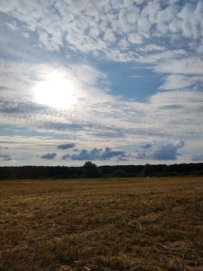 The image shows a harvested field of golden-brown stubble under a vast, cloudy sky. The sun is visible as a bright, diffused light source in the upper left quadrant, partially obscured by a layer of white and grey cumulus clouds. In the distance, a dense line of dark green trees forms the horizon, with a few scattered bushes and a lone deciduous tree in the middle ground. The landscape appears rural and tranquil.