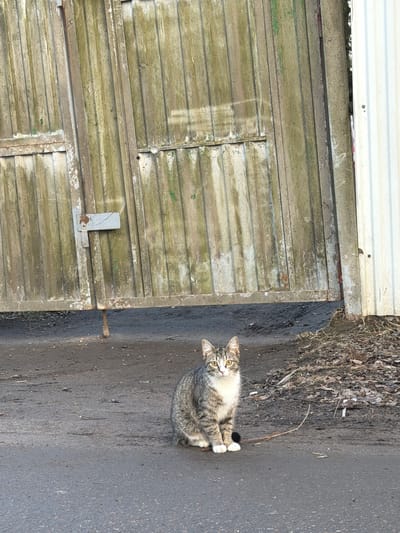A cat with a tabby pattern, white chest, and white paws sits on a dark gray asphalt surface adjacent to a wooden structure of horizontal slats, possibly a garage or shed, in an outdoor environment likely in the city of Lavriki, Russia. The edge of the asphalt borders a section of dead leaves and dirt. The top of the wooden structure is covered in white corrugated metal.