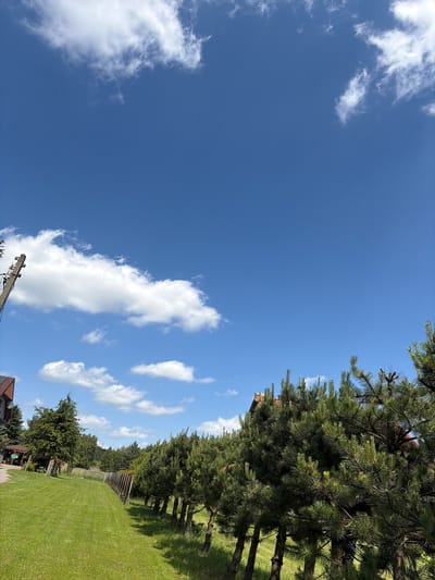 The image depicts a clear blue sky with scattered white clouds. In the foreground, a line of conifer trees, likely pine, runs diagonally from the right to the left side of the frame. The trees are dense with green needles. To the left of the trees, a strip of well-maintained green grass forms a lawn. In the middle ground, there's a glimpse of a fence and more trees, including a larger, darker green tree. A building with a red roof is partially visible behind the line of trees on the right. On the far left, a wooden utility pole with electrical insulators stands against the sky, and a portion of a house with a dark roof and white siding is visible. The overall scene suggests a rural or suburban setting in Strzyżowice, Poland, likely a residential area with a garden or yard. The lighting indicates it is daytime, likely sunny. There are no people or animals visible in the image.