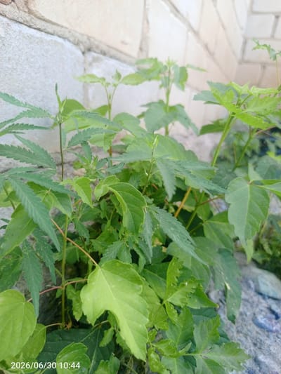 This image shows a close-up of several green plants with jagged and serrated leaves, possibly a type of cannabis plant, growing in front of a light-colored brick wall. The ground appears to be a rough, rocky surface. The lighting suggests it is daytime. There are no people or animals visible in the image. The timestamp on the image reads "2026/06/30 10:44". The location provided is Жанай, Kazakhstan.
