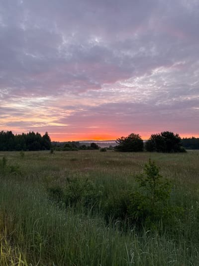 The image depicts a serene, rural landscape at sunrise or sunset, likely in Mikhailovka, Russia. The sky is a gradient of soft purples and pinks, with scattered clouds illuminated by the warm glow of the setting or rising sun. A band of bright orange light is visible on the horizon, suggesting the sun is low in the sky.
In the foreground, a meadow is covered in tall, green grass, with some scattered small white flowers. A young tree with green leaves is situated in the right-hand portion of the meadow. In the middle ground, a dense line of dark green coniferous trees stretches across the horizon. Behind the coniferous treeline, softer, more distant hills are visible, possibly shrouded in a light mist.
There are no people, animals, or man-made structures visible in the scene. The overall impression is one of natural tranquility and undeveloped wilderness. The lighting suggests either early morning or late evening.