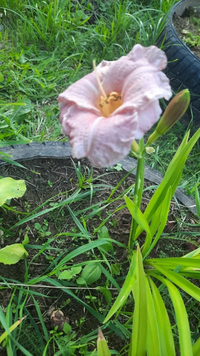 A pale pink daylily with a yellow stamen and pistil is in full bloom. It is positioned in the center of the frame, slightly to the left. To the right of the bloom, a green bud is visible on a stalk. The flower is surrounded by lush green grass and dark soil, which is contained within the rim of a black tire. The background consists of more green grass. The scene is outdoors, likely in a garden or yard setting, in Славенскі сельскі Савет, Belarus.