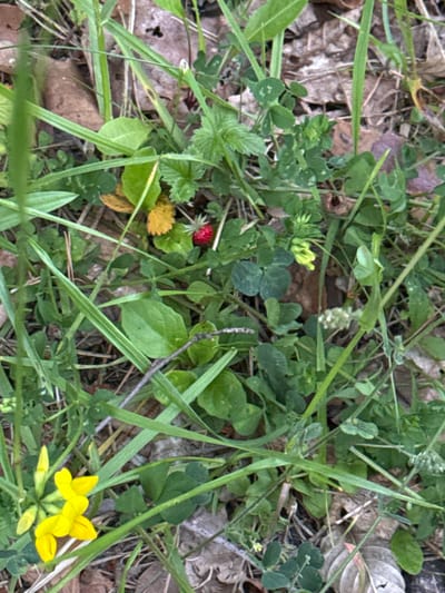 A close-up, eye-level, overhead shot captures a small, red wild strawberry nestled amongst green clover leaves and blades of grass. A single, bright yellow flower with several petals is visible in the lower left corner. The ground beneath is covered with dry, brown leaves and twigs. The scene appears to be outdoors in a natural setting, possibly a park or wooded area, in Lisnyky, Ukraine. There are no people or animals present. The lighting is natural, suggesting daylight. The image is in focus and well-lit.