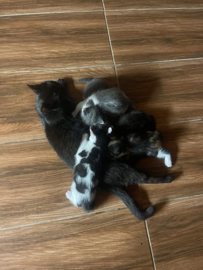 The image shows a litter of kittens huddled together on a wooden floor. A large black cat is lying on its side, serving as a cushion for the smaller kittens. There are at least four kittens visible, with varying fur colors including grey, black and white, and tortoiseshell. They appear to be young, with some of them nursing or resting against the larger cat. The floor is made of wooden planks with visible grout lines. The lighting suggests an indoor setting. There is no indication of the location in Totleben, Bulgaria within the image itself.