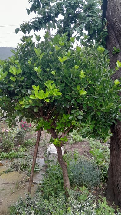 A medium shot captures a lush, green tree with a thick, dark brown trunk on the right, positioned in a garden. The tree is densely covered in small, oval, vibrant green leaves and some tiny white flowers. A wooden stake supports the tree from the left side, angled upwards into the branches. In the background, another tree with larger, dark green leaves is visible, and further back, hills can be seen under a cloudy sky. The ground is covered with dirt, various plants, and a small paved area with some weeds growing through the cracks. A large, white round object is partially visible behind the main tree. The scene appears to be an outdoor garden environment, likely in Leshnitsa, Bulgaria, given the context provided.