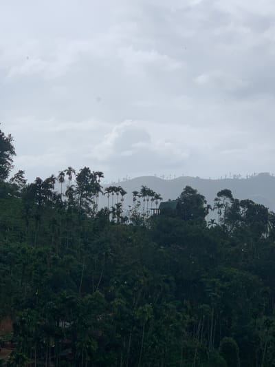 A slightly overcast, grey sky stretches across the upper portion of the image, with diffused light creating a soft atmosphere. In the mid-ground, a dense, verdant forest blankets rolling hills. The trees are a mix of dark green foliage and lighter, more feathery palm fronds, creating a varied texture. Interspersed within the trees are tall, slender palm trees, some with their characteristic rounded crowns. The topography suggests a mountainous or hilly region. In the distance, the outlines of more hills are visible, fading into a hazy, atmospheric perspective. A small, dark green structure with a pointed roof, possibly a building or shelter, is nestled among the trees on a higher elevation, near the center of the image. The overall scene evokes a lush, tropical, and slightly misty environment, characteristic of the highlands in Ella, Sri Lanka, perhaps during or after a rain shower given the scattered white specks that could be raindrops or dust.
