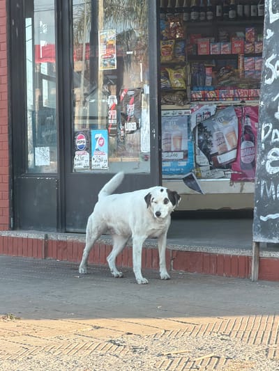 A medium shot depicts a white dog with black spots near a storefront in San Carlos, Argentina. The dog is positioned on the sidewalk adjacent to a brick building. The store's glass window displays various food and beverage products. Posters advertising alcoholic beverages and soda brands with price tags are visible on the storefront. The scene is captured in daylight.