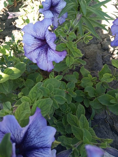 The image shows a close-up view of several purple petunias and green foliage growing in dry, cracked earth. A few spiderwebs are visible on the leaves and flowers. The scene appears to be outdoors, likely in a garden or natural setting. The lighting suggests it is daytime, with sunlight casting shadows. The location is Velykyi Sukhodil, Ukraine.