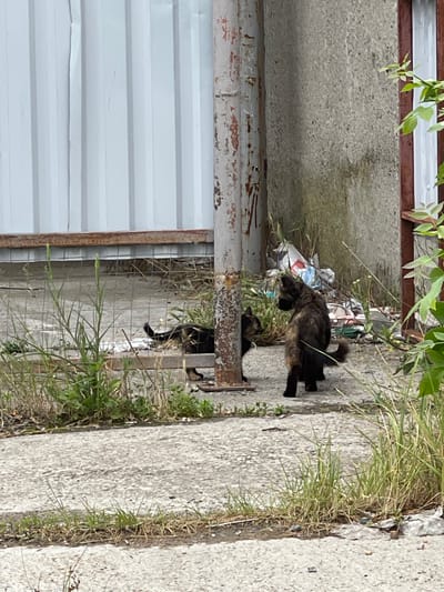This media file shows an outdoor scene, possibly in Pervomayskiy, Russia. The primary subjects are two cats. One cat, a tortoiseshell, is standing and looking to the left, with its tail slightly raised. Its fur is a mix of black, brown, and orange. Close to the ground, a second, darker cat is visible, possibly a kitten, lying down or grooming.

The cats are on a cracked concrete surface, which appears to be a pathway or walkway. To the left of the cats, there is a weathered, corrugated metal structure, likely part of a building or enclosure, with visible rust and peeling paint. Above this structure, there are green leaves from a plant hanging down, suggesting it's a warm season.

Behind the standing tortoiseshell cat, there is a pile of debris, including plastic bags, wrappers, and other refuse, intertwined with dried grass and weeds. This accumulation of trash suggests an unkempt or neglected area. The overall impression is a somewhat gritty, urban or semi-urban environment.

The lighting suggests it is daytime, possibly late morning or afternoon, given the presence of shadows and the overall brightness of the scene. There are no people visible in the image. The image is oriented vertically, and the cats are centrally located, though slightly to the right of the frame. The concrete has a rough texture, and patches of green grass are growing in cracks and along the edge of the pathway. No discernible text is visible in the image.