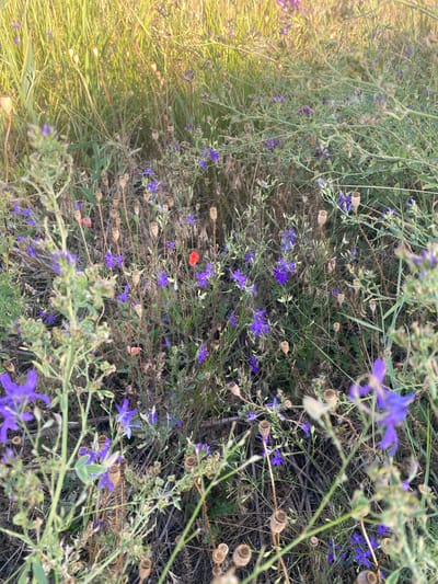 The image shows a patch of wildflowers in a field in the city of Mais'ke, Ukraine. The flowers are primarily purple and red, with some dried seed pods scattered throughout. The vegetation is dense, with tall grasses and other wildflowers in the background. The lighting suggests it is either early morning or late afternoon, with the sun casting a warm glow on the scene. There are no people or animals visible in the image.
