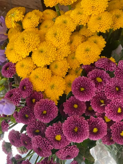 A close-up, top-down, vertical, full-frame shot captures a bouquet of chrysanthemums. The bouquet is divided into two main color sections: bright yellow flowers in the upper portion and deep pinkish-purple flowers in the lower portion. The yellow flowers are densely packed with numerous ray florets forming pom-pom like shapes. The purple flowers also have a similar densely packed, rounded form, with visible yellow centers. Some faint purple and green foliage is visible between the flowers. The background is out of focus, suggesting a market or florist setting, possibly in Herning, Denmark.