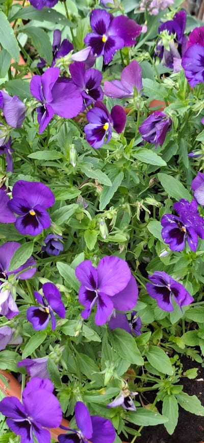 A high-angle, close-up shot captures a dense cluster of vibrant purple pansies, their dark centers marked by yellow accents. The flowers are interspersed with green foliage and some budding flowers. The scene is set outdoors, with hints of a brown pot in the lower left and right corners. The image does not contain any information about Malda, Estonia, or any people.