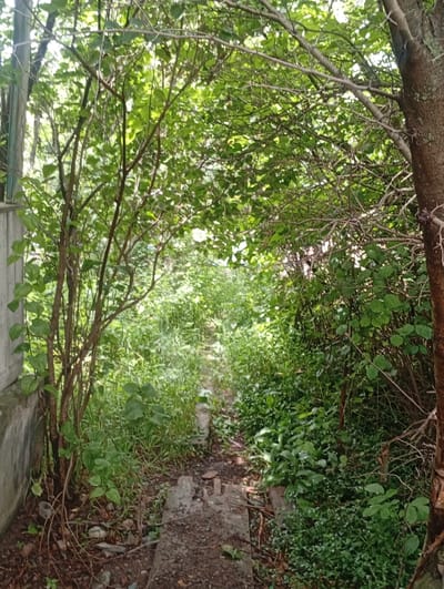 The image depicts a natural, overgrown pathway in Arashan, Kyrgyzstan. The path is made of dirt and scattered concrete slabs, leading into a dense area of trees and foliage. The vegetation is lush and green, with sunlight filtering through the leaves. A tall, brown tree trunk is visible on the right side of the frame, and a concrete structure, possibly part of a building, is on the left. There are no people or animals visible in the image. The overall impression is one of a secluded, wild area within a natural setting.