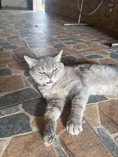 A grey tabby cat is lying on its back on a tiled floor. The cat has yellow eyes and its mouth is slightly open, with its tongue peeking out. Its paws are stretched out. The floor is made of large, irregularly shaped tiles in various shades of brown, grey, and beige. In the background, some metal pipes and part of a chair are visible. The lighting suggests it is daytime. The scene appears to be outdoors or in a covered outdoor area, possibly a patio or balcony, given the lighting and the tiled floor. The cat's posture and expression convey a sense of relaxation or playfulness.