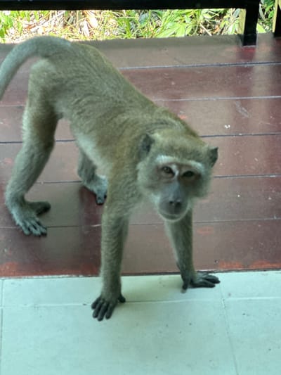 A light brown or olive-grey macaque stands on all fours, its body angled slightly towards the viewer, with its head turned to face the camera directly. The monkey's front paws rest on dark reddish-brown wooden planks, while its rear paws are on light grey square tiles, indicating a transition between two flooring types. In the background, behind the wooden planks, green vegetation is visible, partially obscured by a dark horizontal bar, suggesting an outdoor elevated platform or balcony. The scene is located in Phra Ae, Thailand.