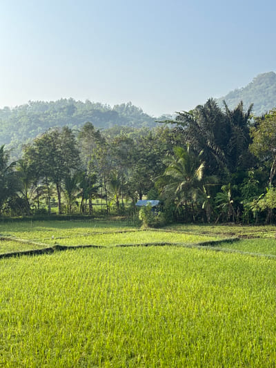 The image depicts a lush, green rice field in the early morning light, likely located in or around Alian, Indonesia. The foreground is dominated by the vibrant, young rice stalks, neatly arranged in terraced paddies. A narrow pathway, darker in color, separates sections of the field, hinting at the agricultural practices of the region.
In the mid-ground, a dense line of tropical trees and palm trees forms a verdant backdrop. Among the foliage, a small, rudimentary structure with a blue roof is visible, possibly a shelter or storage shed for farm equipment. Beyond this line of trees, rolling hills covered in dense vegetation recede into the distance, culminating in hazy mountains under a clear, pale blue sky. The overall impression is one of serene, rural tranquility and abundant nature. There are no people or animals visible in the frame. The lighting suggests a cool, early morning atmosphere, with the sun beginning to illuminate the landscape.