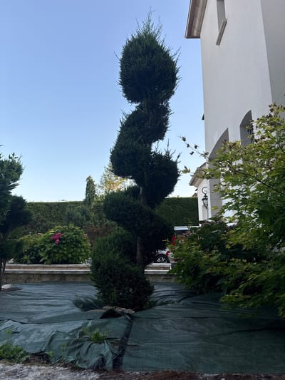 The image depicts a garden area outside a white stucco house in Longpont-sur-Orge, France. The primary subject is a tall, spirally pruned evergreen tree. To the right of the tree, a portion of the white house is visible, featuring arched window openings and a decorative outdoor light fixture. In the foreground, a green landscape fabric covers the ground, with some weeds growing through it. Behind the fabric, there is a low stone wall, and beyond that, a dense arrangement of various green shrubs and a bush with pink flowers. A hedge forms the background. The sky is clear and blue. A portion of a car is visible in the middle ground.