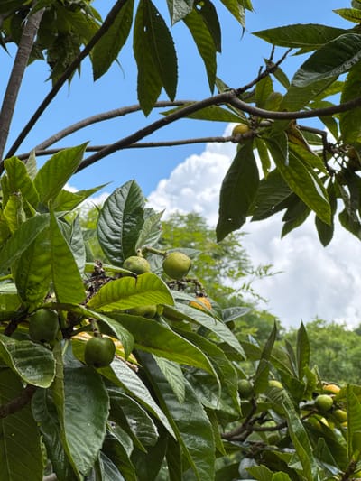A low-angle, full shot captures a branch of a loquat tree against a bright blue sky with scattered white clouds. Several small, green loquats are visible, some clustered together, others hanging individually from the branches. Large, dark green leaves with prominent veins fill the foreground and midground, creating a dense canopy. The branches themselves are dark brown and woody. In the background, out-of-focus greenery suggests a natural environment. The image appears to be taken in Khleborob, Russia, during daylight hours.