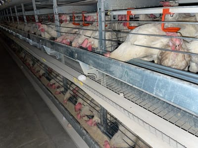 This image depicts an interior view of an industrial poultry farm located in Shuyene Vosta, Afghanistan. The scene features multiple tiers of metal cages stacked horizontally, housing numerous white-feathered chickens. The chickens, predominantly white with red combs and wattles, are confined within the wire cages. Each cage tier includes a long, narrow feeding trough containing feed, and orange nipple drinkers for water are visible within the cages. Several chickens are observed extending their heads towards the feeding troughs or drinking from the nipples. Two white eggs are visible on the sloped wire floor of the lower cage tier, having rolled into the collection channel. The environment is utilitarian, characterized by metal structures, dim artificial lighting, and a concrete floor.