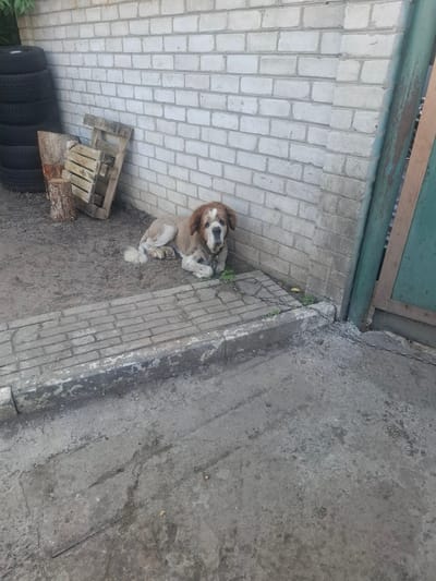 A shorn dog with brown and white fur lies on the ground next to a white brick wall. The dog is resting its head on its paws. In the background, there are several stacks of tires, pieces of wood, and a wooden pallet. A metal chain is attached to the dog's collar and extends to the right, disappearing out of frame. The ground appears to be dirt and gravel mixed with broken concrete. The scene suggests an outdoor, possibly yard or industrial area, setting.