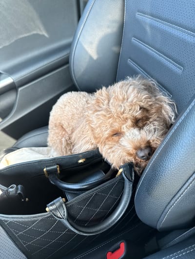 A small, brown, curly-haired dog is nestled within a black, quilted handbag. The handbag rests on a gray leather car seat. The scene is an interior shot taken inside a vehicle. The location is likely in a car and somewhere in Pombal, Portugal, but no specific identifiers point to its precise location within the city.