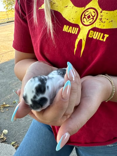 A person is observed in Rancho Murieta, United States, gently holding a small, black and white mottled animal, likely a newborn rabbit, in their cupped hands. The individual wears a red t-shirt with a yellow "MAUI BUILT" graphic, blue jeans, and a gold-toned beaded bracelet on their right wrist. Their fingernails are long, almond-shaped, with a clear base and light blue tips. The animal is motionless within the hands, appearing to rest or sleep. The background is an out-of-focus outdoor environment with a paved surface and sparse foliage, illuminated by natural light.