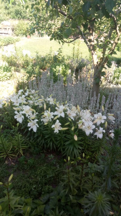 The image shows a close-up view of a garden with white lilies in bloom. The lilies are clustered together and are in various stages of development, with some fully open and others still in bud. Behind the lilies, a patch of grey-green foliage is visible, possibly a type of lamb's ear or lavender. A tree trunk is partially visible on the right side of the image, with branches and leaves extending across the top. The background is blurred but suggests a grassy area with some distant vegetation. The scene is set in an outdoor environment, likely a private garden, and appears to be a sunny day given the lighting. The location is identified as Pereiaslav, Ukraine.