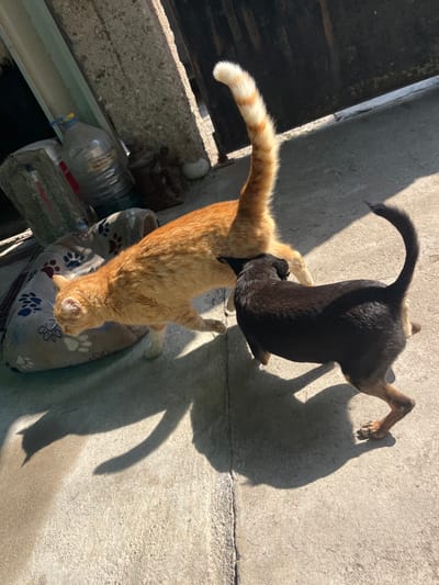 An outdoor scene in Zlatovrah, Bulgaria, depicts a candid interaction between an orange tabby cat and a black dog on a sunlit concrete surface. The orange cat, with white markings on its muzzle and paws, and a distinct orange and white striped tail held high, is walking towards the left of the frame. A black dog, with tan lower legs and a tail curled upwards over its back, has its head lowered and appears to be sniffing the cat's hindquarters. Distinct shadows of both animals are cast on the concrete, indicating direct sunlight from the left. In the background to the left, a light-colored pet bed with dark paw print patterns is visible. Behind the pet bed, a large clear plastic water bottle with a blue cap and Cyrillic text on its label stands upright, next to a smaller, darker container. The background also includes partial views of what appears to be a metal gate or structure.