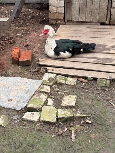A white and black Muscovy duck with a red wattle is resting on a wooden platform in what appears to be a rural or backyard setting. The duck is positioned facing left, with its body partially visible and its head turned towards the viewer. The background includes a wooden structure, possibly a shed or outbuilding, constructed of vertical wooden planks. The ground is a mixture of dirt, loose soil, scattered bricks, and some flagstones that are partially covered in moss. A piece of light-colored, textured material, possibly a tarp or a large stone slab, is visible on the left side of the frame. The overall environment suggests an outdoor, possibly agricultural or domestic, space. There are no people or signs of human activity beyond the presence of the man-made structures and objects. The lighting suggests it is daytime, with diffused light. The location is identified as Ilpanur, Russia.
