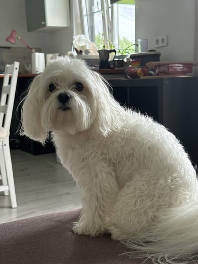 A white Maltese dog is sitting on a brown rug in a room. The dog is facing the camera with its head tilted slightly to the left. The background is a kitchen with a window, cabinets, and a table. The room appears to be in an apartment or house. The lighting suggests it is daytime. There is no specific information to indicate the location is in the city of Коробицыно, Russia.